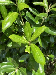 Planchonella costata