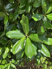 Planchonella costata