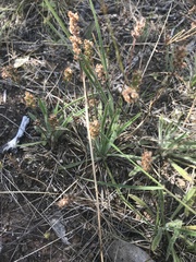 Plantago gaudichaudii