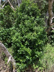 Planchonella costata