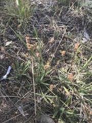 Plantago gaudichaudii