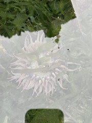 Anthopleura elegantissima