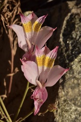 Alstroemeria pallida