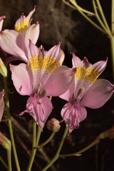 Alstroemeria pallida