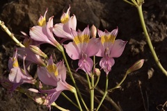 Alstroemeria pallida