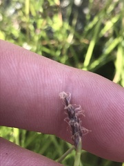 Eleocharis atricha