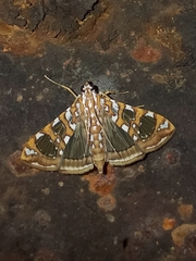 Glyphodes sibillalis