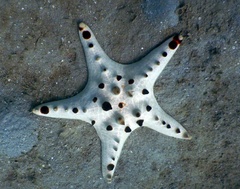 Protoreaster nodosus