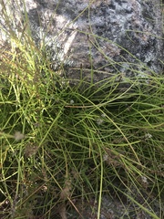 Eleocharis atricha