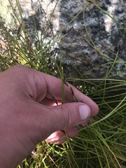 Eleocharis atricha