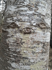 Cavanillesia platanifolia