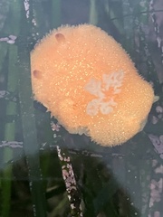 Acanthodoris lutea