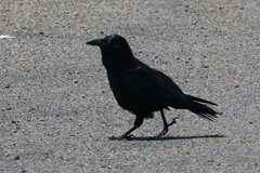Corvus mellori