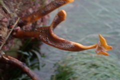 Eisenia arborea