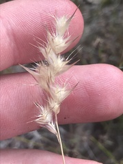 Rytidosperma tenuius