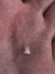 Rytidosperma tenuius