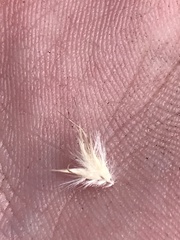 Rytidosperma tenuius