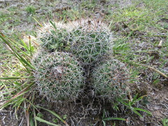 Coryphantha clavata clavata