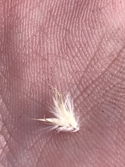 Rytidosperma tenuius