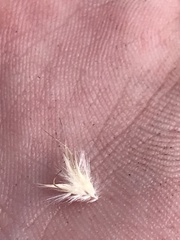 Rytidosperma tenuius