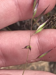 Rytidosperma tenuius