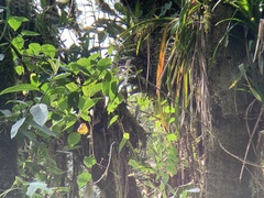 Pseudocolaptes boissonneautii