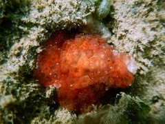 Alicia pretiosa