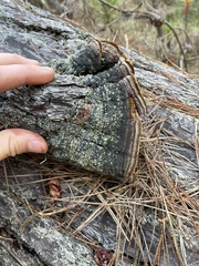 Porodaedalea