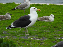 Larus marinus