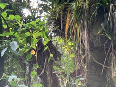 Pseudocolaptes boissonneautii