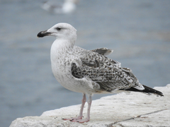 Larus marinus