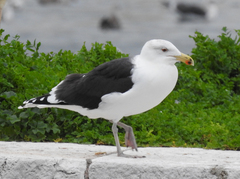 Larus marinus