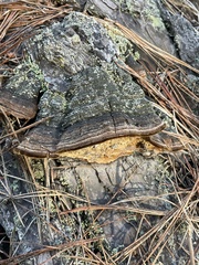 Porodaedalea