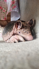 Cabassous unicinctus