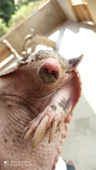 Cabassous unicinctus