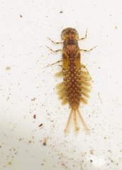 Ameletopsis perscitus