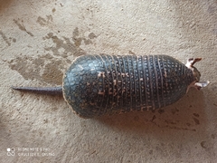 Cabassous unicinctus