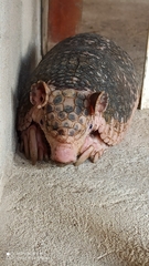 Cabassous unicinctus