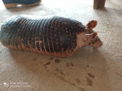 Cabassous unicinctus