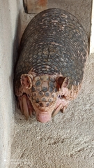 Cabassous unicinctus