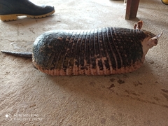 Cabassous unicinctus