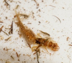 Ichthybotus bicolor