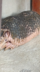 Cabassous unicinctus