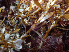 Sargassum muticum
