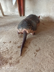 Cabassous unicinctus