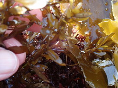 Sargassum muticum