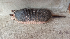 Cabassous unicinctus