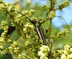 Sphaenothecus trilineatus