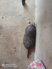 Cabassous unicinctus