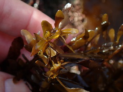 Sargassum muticum